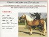 stallion Arlberg (Haflinger, 1986, from 1397 Agra)
