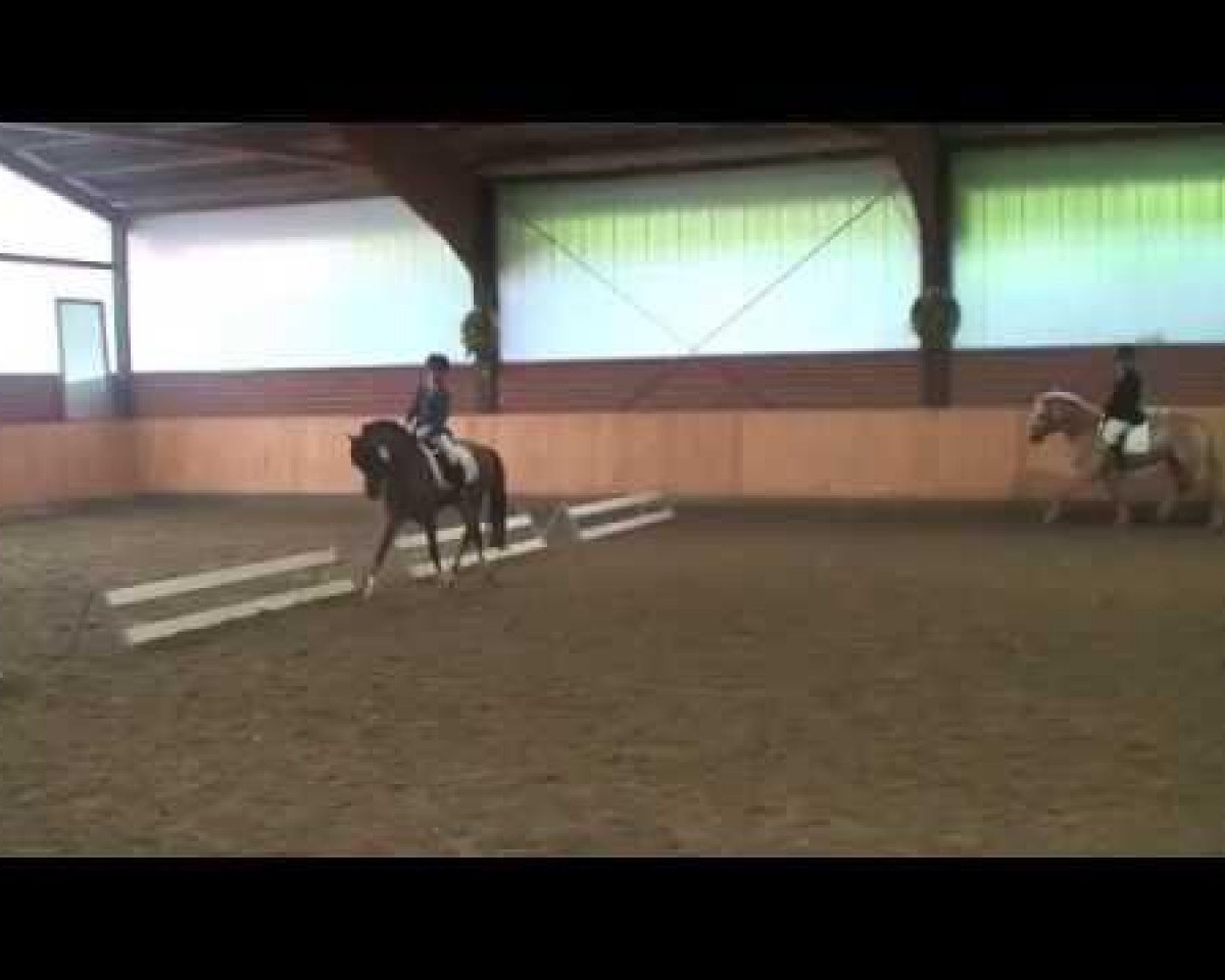 stallion Bob Sinclair (Welsh-Pony (Section B), 2011, from Balou du Rouet)