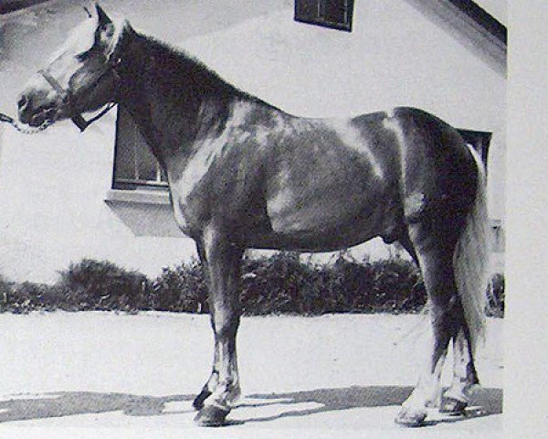 stallion 1260 Alp (Haflinger, 1977, from liz. Afghan)