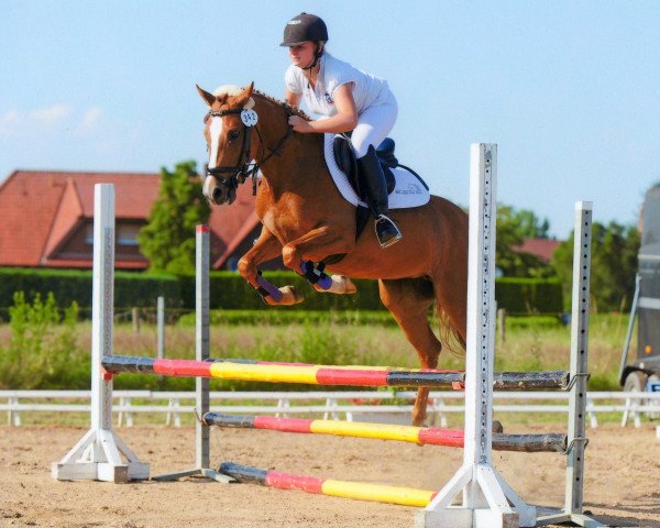 jumper Durina 38 (German Riding Pony, 2010, from Nuts)
