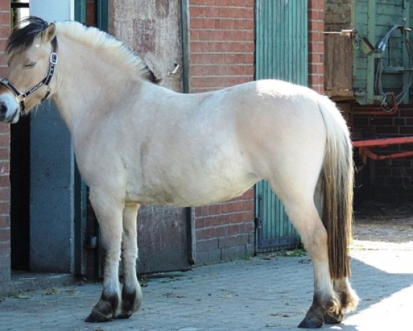 Pferd Janika (Fjordpferd, 2010, von Kristofferson)