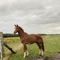 dressage horse Baloustino K (Hanoverian, 2018, from Balou Peggio)