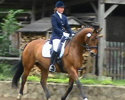 horse Darius M (Westphalian, 1992, from Debütant)