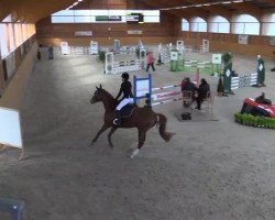 jumper Gibet Nich (Belgian Warmblood, 2011, from Gottwald)