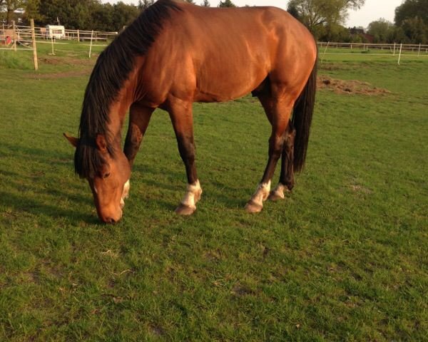 dressage horse Hengst von For Compliment (Oldenburg, 2010, from For Compliment)