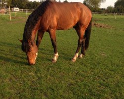 dressage horse Hengst von For Compliment (Oldenburg, 2010, from For Compliment)