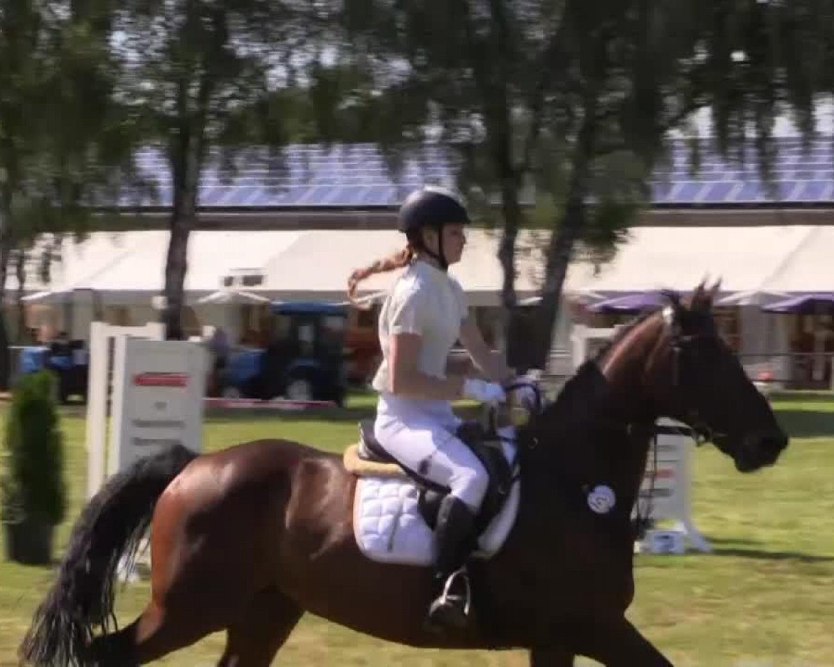 Zuchtstute Cassia 26 (Hannoveraner, 2007, von Count Grannus)