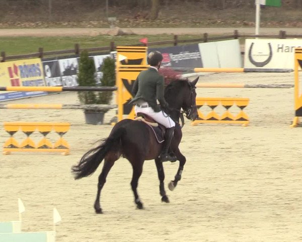 Reitturnier Westergellersen 2021