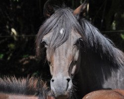 broodmare Urmel II (Holsteiner, 2004, from Casall Ask)