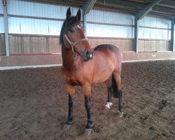 horse Ludwigs (Latvian Warmblood, 1993, from Līrs)