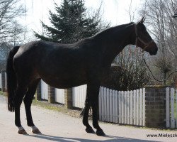 broodmare Dolores (Westphalian, 2002, from Davignon I)