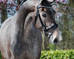 broodmare Cayenne (Oldenburg show jumper, 2010, from Clearway)