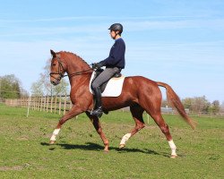 dressage horse Carla Bruni (Oldenburg, 2009, from Sandro Hit)