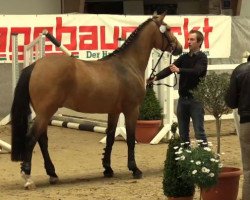 Dressurpferd Contigo (Deutsches Reitpony, 2011, von FS Champion de Luxe)