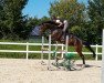 jumper Black Pearl 114 (Oldenburg show jumper, 2015, from Black Jack 175)