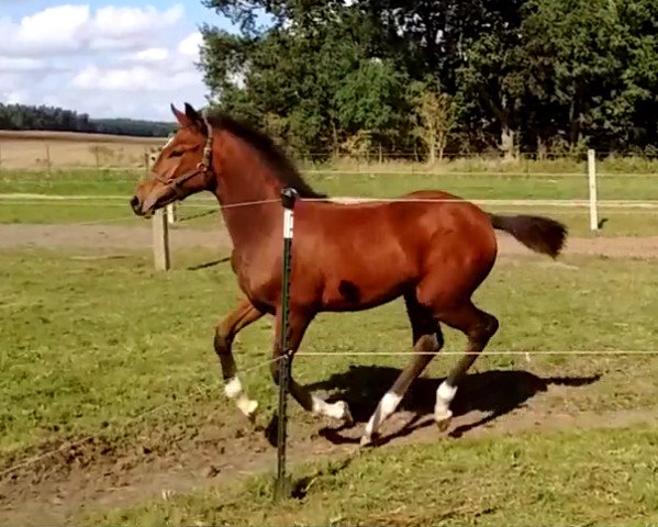 dressage horse Harmonie (German Warmblood, 2015, from Hero)