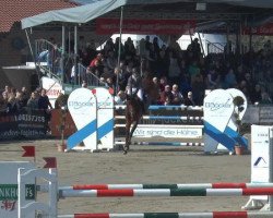 jumper Hacon (Belgian Warmblood, 2007, from Obourg)