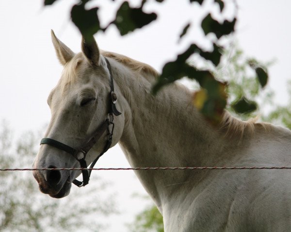 broodmare Glindablume (Saxony-Anhaltiner, 1993, from Glistan 1451)