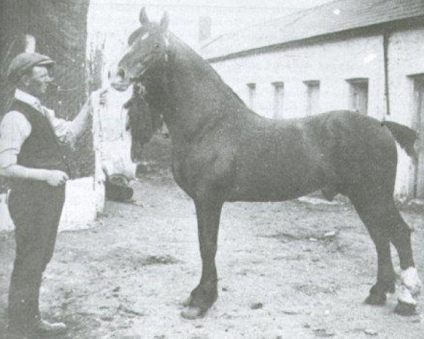 stallion High Stepping Gambler II (Welsh-Cob (Sek. D), 1902, from High Stepping Gambler I)