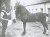 stallion High Stepping Gambler II (Welsh-Cob (Sek. D), 1902, from High Stepping Gambler I)