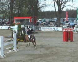 jumper Zidane (KWPN (Royal Dutch Sporthorse), 2004, from Germus R)