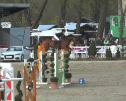 jumper Carlanda 6 (Belgian Warmblood, 2002, from Orlando van de Heffinck)