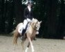 dressage horse Raffaelo (German Riding Pony, 2010, from Rheingold)