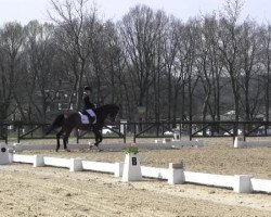 Dressurpferd Chopin van de Kegelhoeve (Belgisches Warmblut, 2002, von Pik Solo)