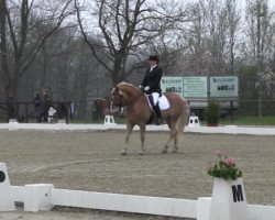 dressage horse Nimbus B (Haflinger, 2000, from Nebos I (3,125% ox))