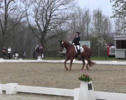 dressage horse Bruno Barcady M (Hanoverian, 2007, from Brentano II)