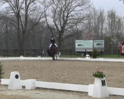 dressage horse Donner Karlsson (Westfale, 2005, from De Kooning)