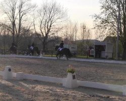 dressage horse Rocky R (Hanoverian, 2007, from Rascalino)