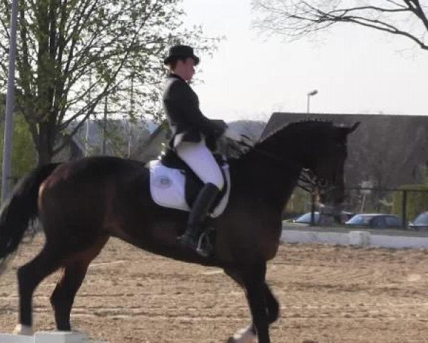 dressage horse Leo Luciano (Oldenburg, 2005, from Licotus)