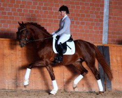 stallion Fred The Red (Westphalian, 2012, from Franziskus FRH)