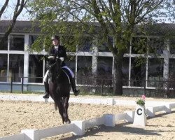 dressage horse Regrette Rien H (Hanoverian, 2007, from Royal Blend)