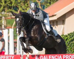 jumper Elektra (Hanoverian, 1999, from Escudo I)