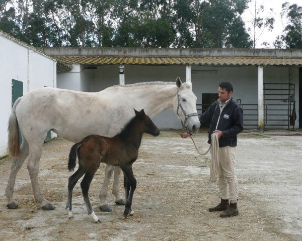 Zuchtstute Ulisseia (Lusitano,  )