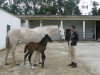 broodmare Ulisseia (Lusitano,  )