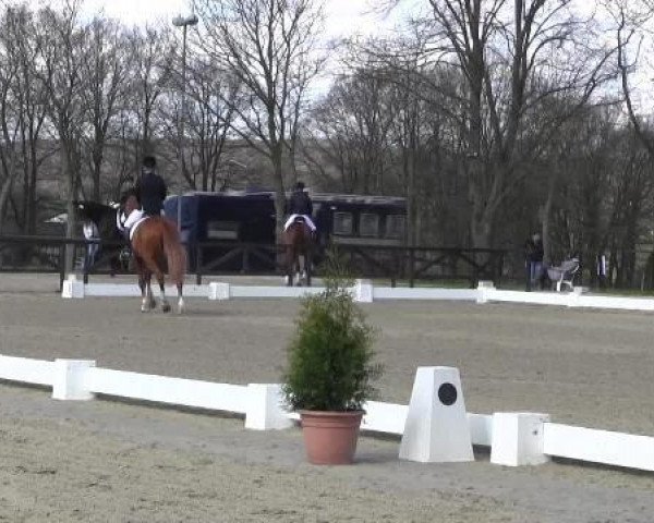 dressage horse Wolkentänzer 22 (Hanoverian, 1998, from Wolkenstein II)