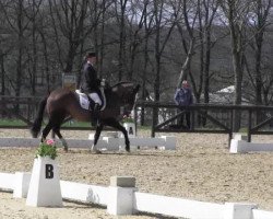 broodmare Danseuse Etoile (German Riding Pony, 2002, from Carlson)