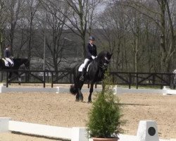 dressage horse Gurben (Friese, 2002, from Rypke 321)