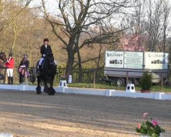 dressage horse Eppo 12 (Friese, 2001, from Lolke 371)