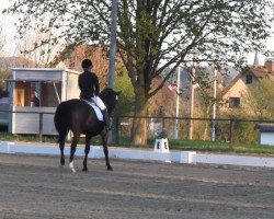 dressage horse Dreamlight 4 (Oldenburg, 2000, from Duntroon)