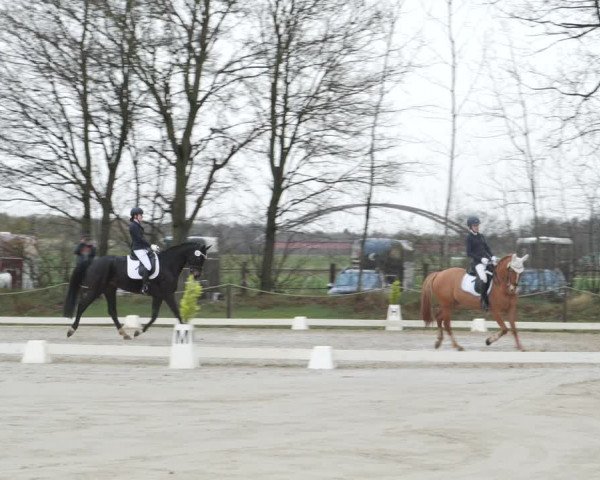 Reitturnier Scharnebeck 2021