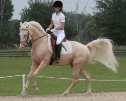 stallion Blue Eyed Dream GF (German Warmblood, 2002, from Blonder Hans)