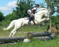 stallion Alasdair GF (German Warmblood, 2010, from Rff The Alchemist xx)