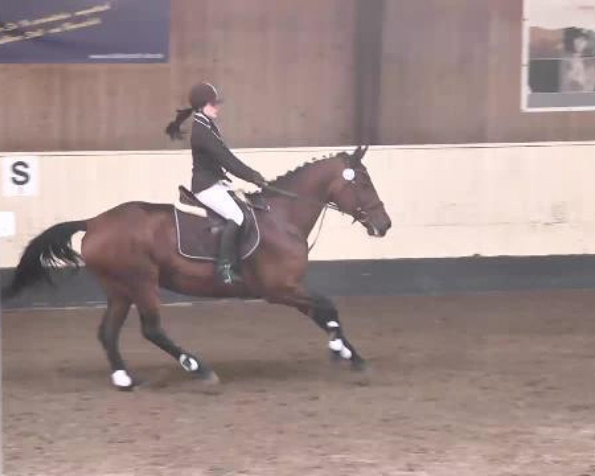 Springpferd Köpenick 6 (Württemberger, 2006, von Köpenick)
