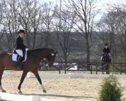 dressage horse Wikileaks (Hanoverian, 2006, from Wolkentanz I)