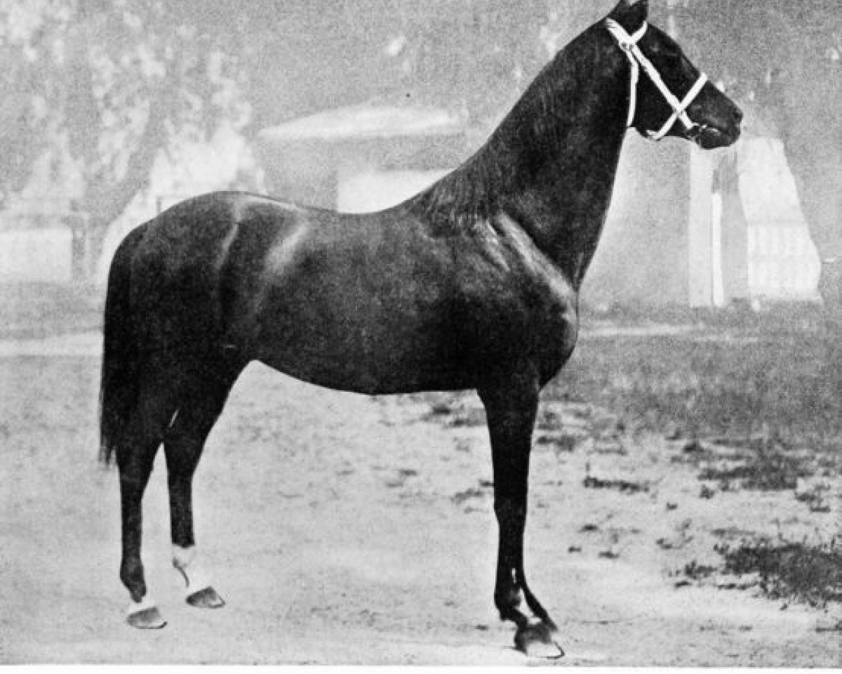Deckhengst Cruzados xx (Englisches Vollblut, 1899, von Emperor of Norfolk xx)