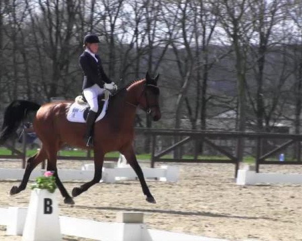 dressage horse Will-O-The-Wisp 4 (Hanoverian, 2002, from Weltgeist)